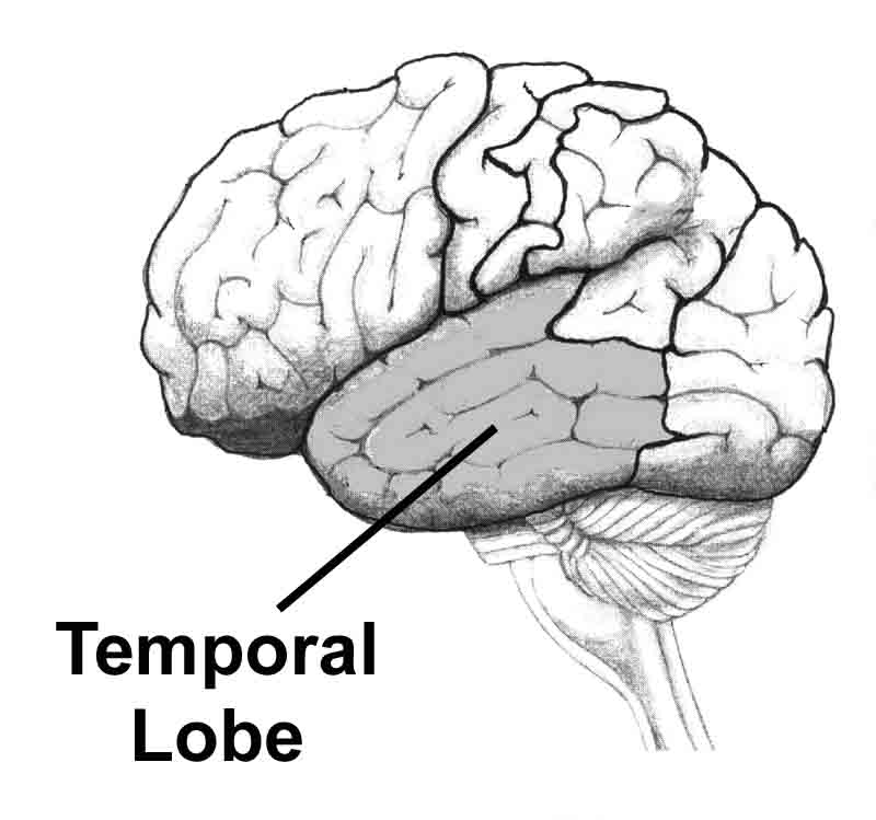 The temporal lobes